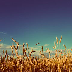 Image showing stems of wheat in sunset light - vintage retro style