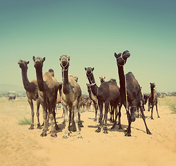 Image showing camels during festival in India -  vintage retro style