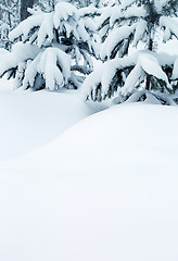 Image showing snow-covered fir trees and snow drifts