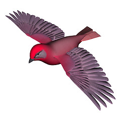 Image showing Flying Tanager