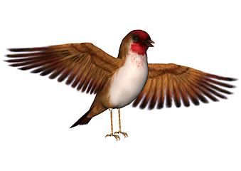 Image showing Scarlet Finch