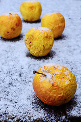 Image showing wrinkled yellow apples in the snow