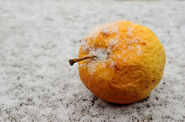 Image showing wrinkled yellow apple covered with snow