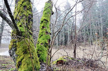 Image showing trees with bright green moss in the forest