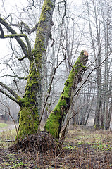 Image showing trees with bright green moss in the forest