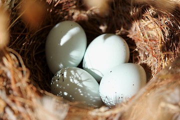 Image showing Bird Eggs