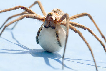 Image showing Spider