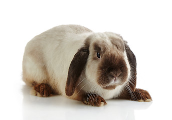 Image showing rabbit