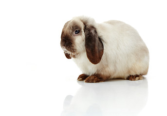 Image showing rabbit