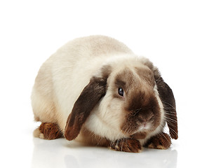 Image showing rabbit