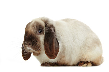 Image showing rabbit