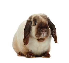 Image showing rabbit