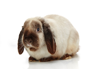 Image showing rabbit