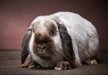 Image showing rabbit