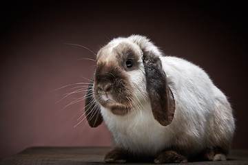 Image showing rabbit