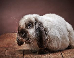 Image showing rabbit