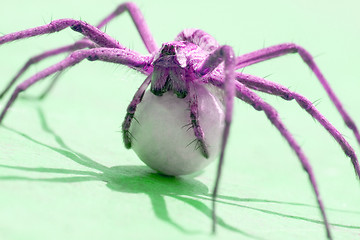 Image showing Spider