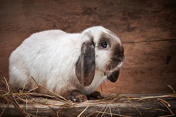 Image showing rabbit