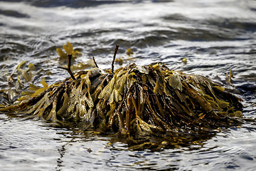 Image showing Seaweed