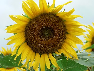 Image showing Sunflower 1