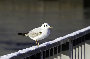 Image showing Black-headed Gull 