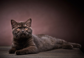 Image showing brown british short hair kitten, 3 month old