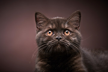 Image showing brown british short hair kitten, 3 month old