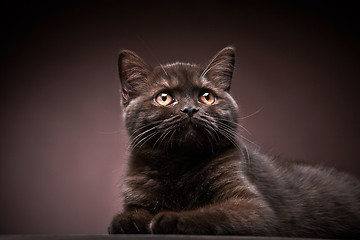 Image showing brown british short hair kitten, 3 month old