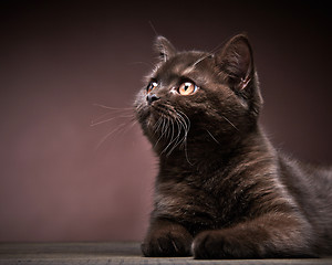 Image showing brown british short hair kitten, 3 month old