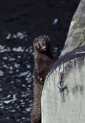 Image showing American mink