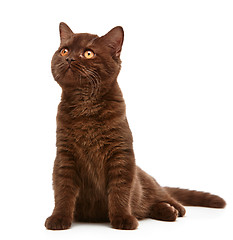 Image showing brown british short hair kitten