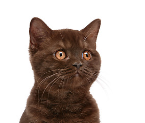 Image showing brown british short hair kitten