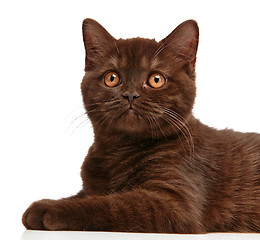 Image showing brown british short hair kitten