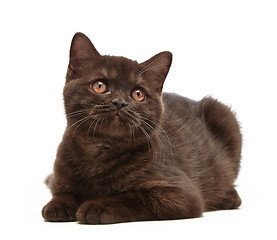 Image showing brown british short hair kitten