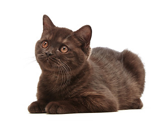 Image showing brown british short hair kitten