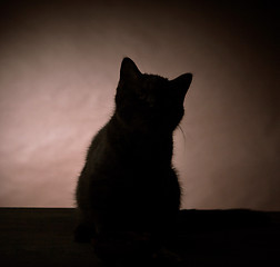 Image showing silhouette of kitten