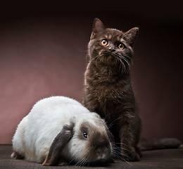 Image showing kitten and rabbit