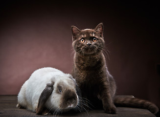 Image showing kitten and rabbit