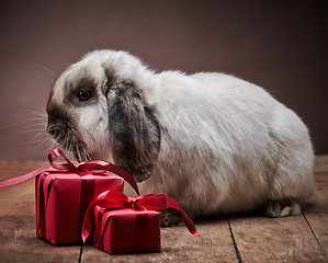 Image showing rabbit and gift boxes