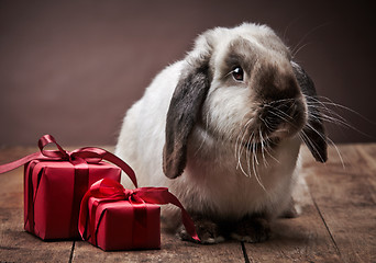 Image showing rabbit and gift boxes