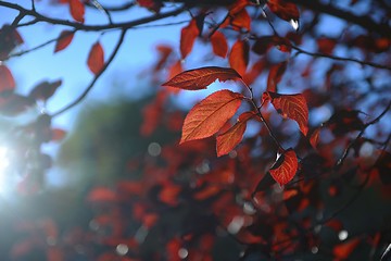 Image showing Colorful background of autumn leaves