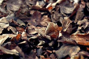 Image showing Colorful background of autumn leaves