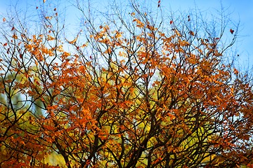 Image showing Upper part of an autumnal tree