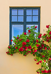 Image showing Roses decorating a house