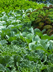 Image showing Vegetable garden in summer