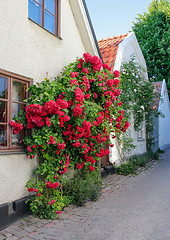 Image showing Swedish town Visby, famous for its roses