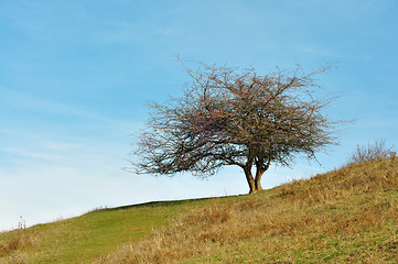 Image showing mountain bush