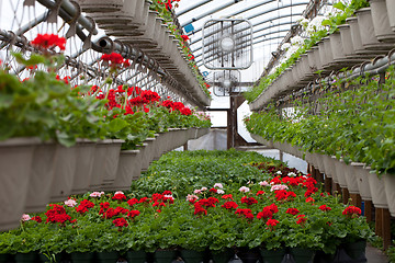 Image showing Nursery Stocked with Flowers