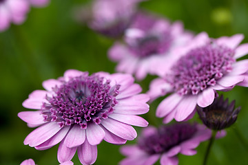 Image showing Purple Flowers Macro