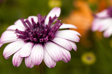Image showing Purple Flower Macro